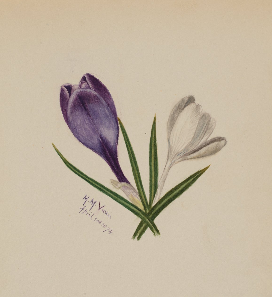 Senza titolo Crochi, 1874 da Mary Vaux Walcott