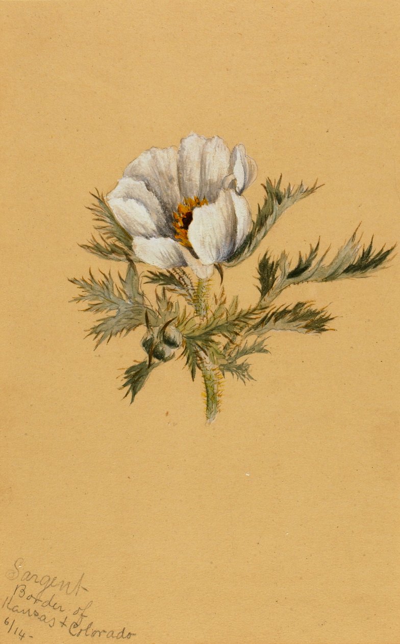 Studio di fiori senza titolo da Mary Vaux Walcott