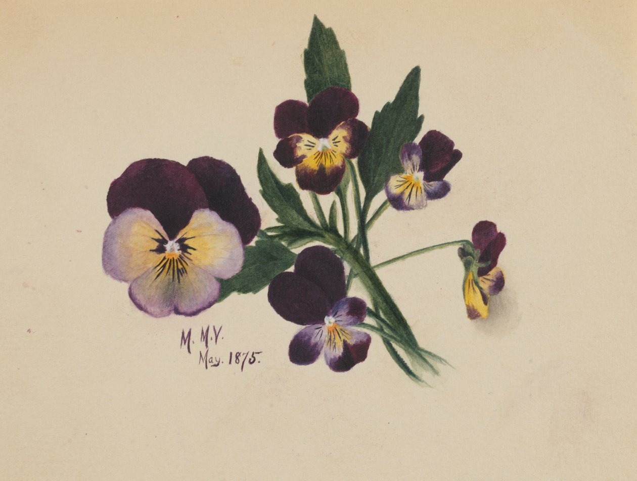 Senza titolo, viole del pensiero, 1875 da Mary Vaux Walcott