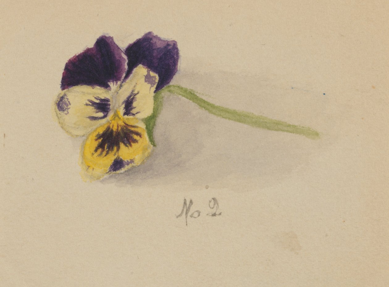 Senza titolo, Viola del pensiero da Mary Vaux Walcott