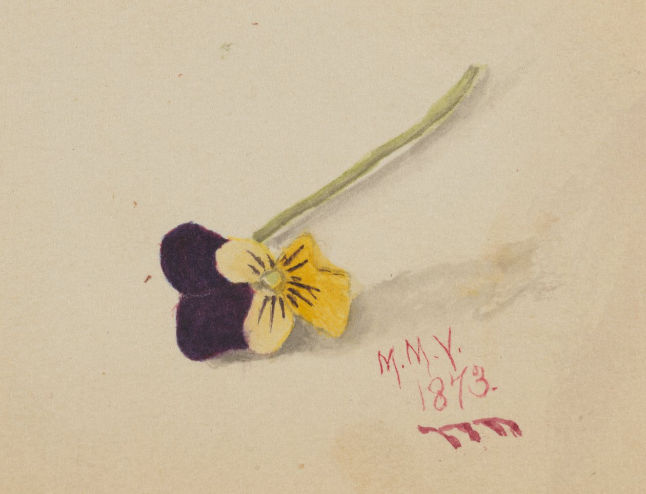 Senza titolo Pansy da Mary Vaux Walcott