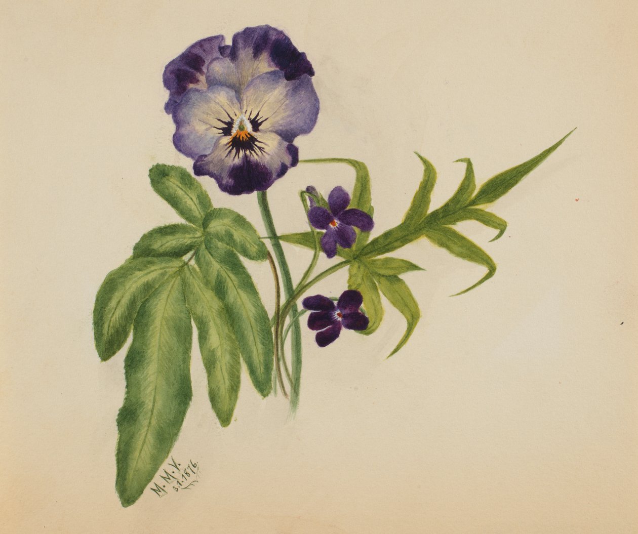 Senza Titolo (Viola del Pensiero) da Mary Vaux Walcott
