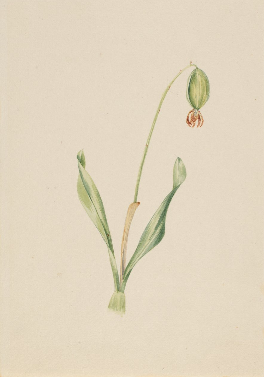 Studio di pianta senza titolo da Mary Vaux Walcott