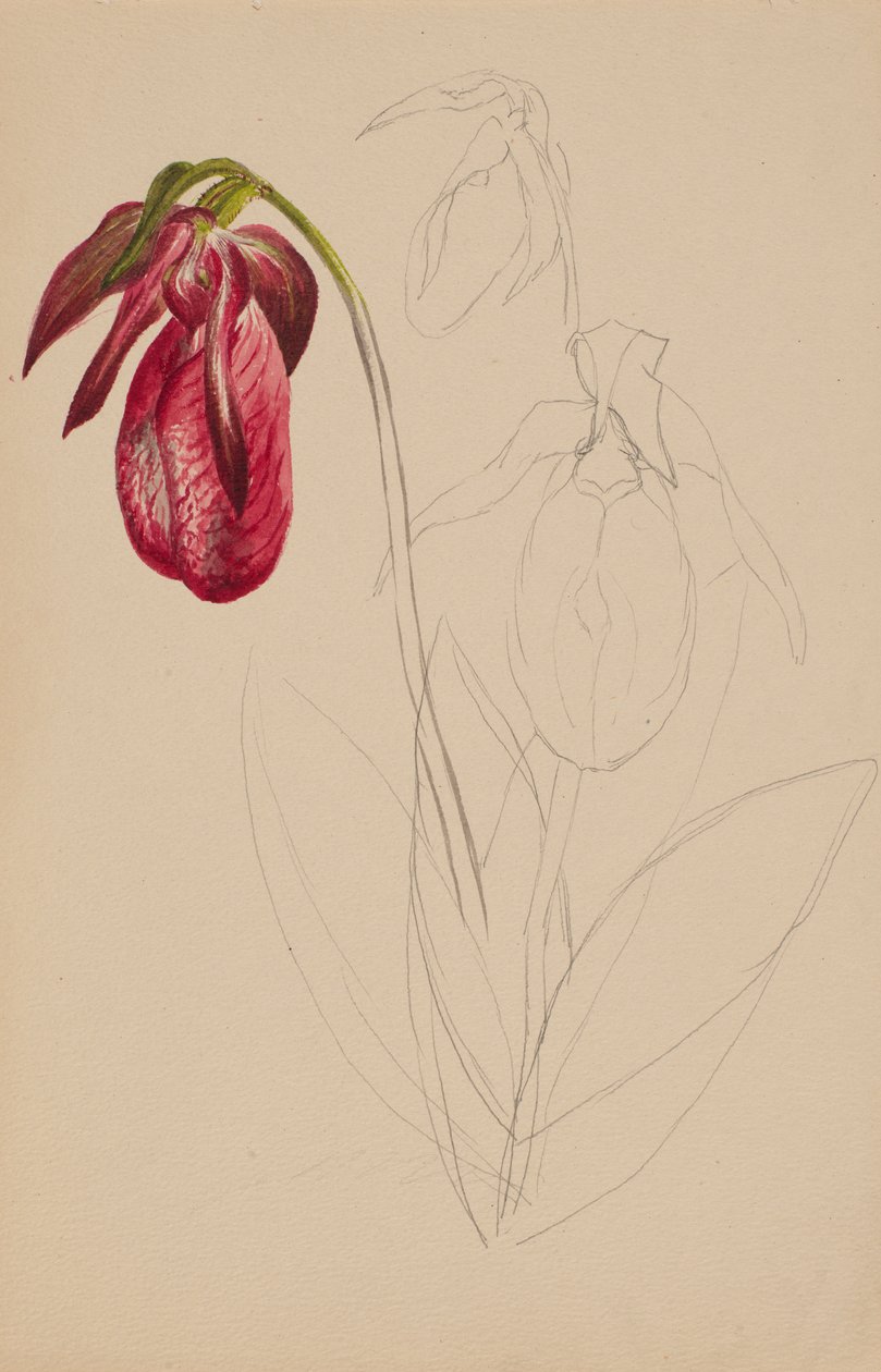 Schizzo Non Finito Senza Titolo da Mary Vaux Walcott