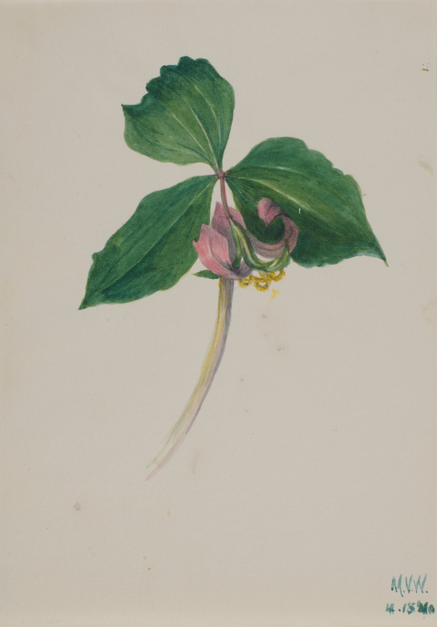 Senza titolo, ca. 1920 da Mary Vaux Walcott