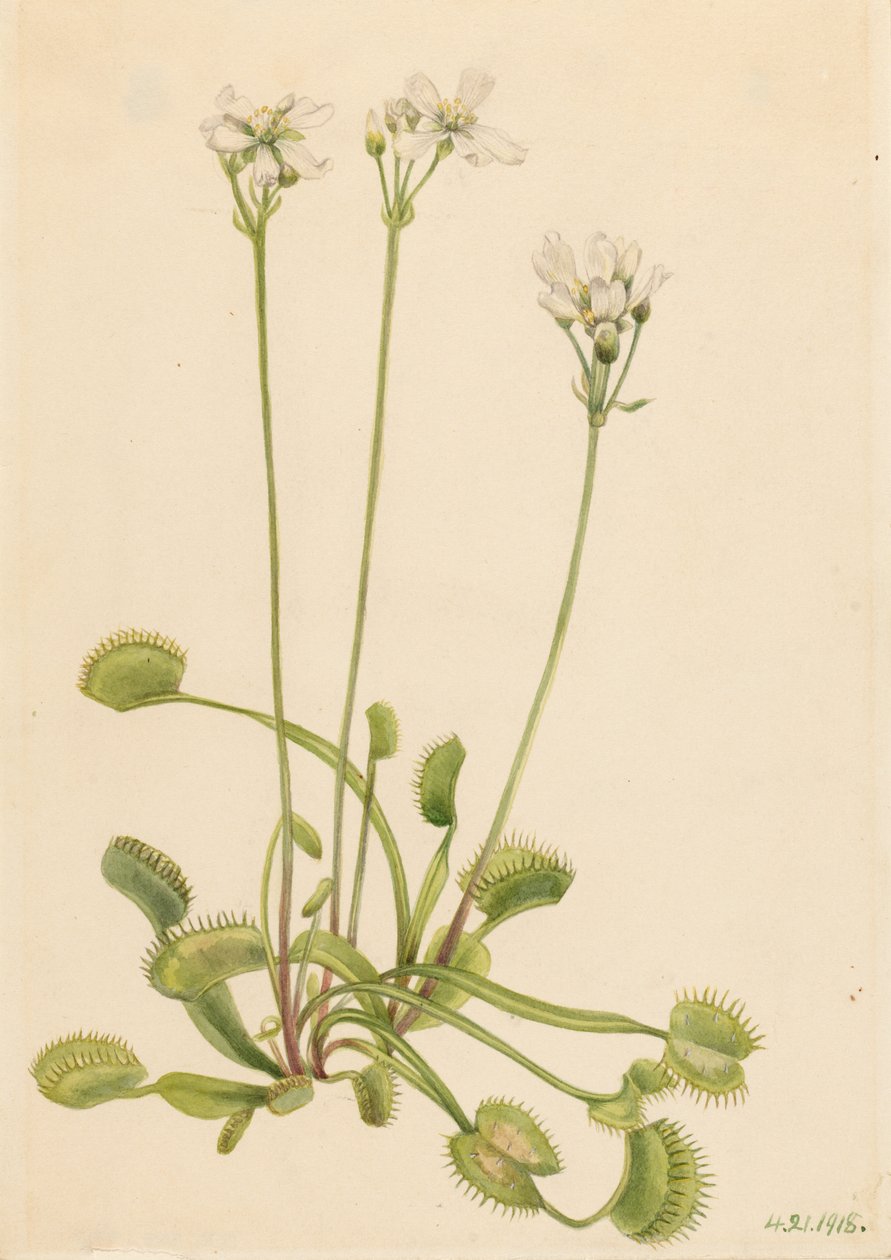 Trappola di Venere (Dionaea muscipula) da Mary Vaux Walcott