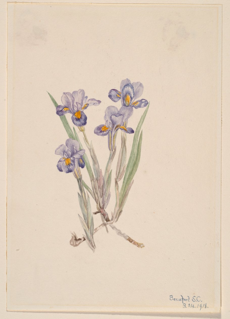 Iris vernale (Iris verna) da Mary Vaux Walcott