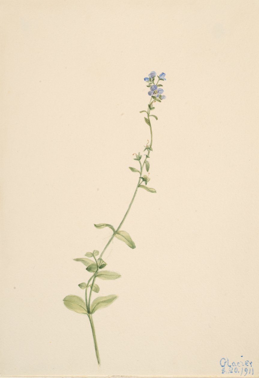 Veronica serpyllifolia, 1911 da Mary Vaux Walcott