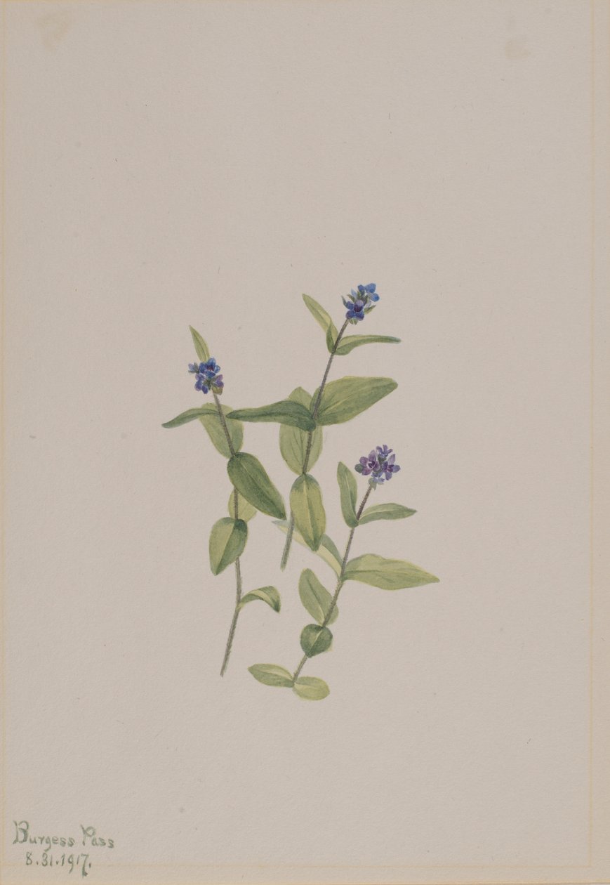 Veronica wormskjoldii da Mary Vaux Walcott