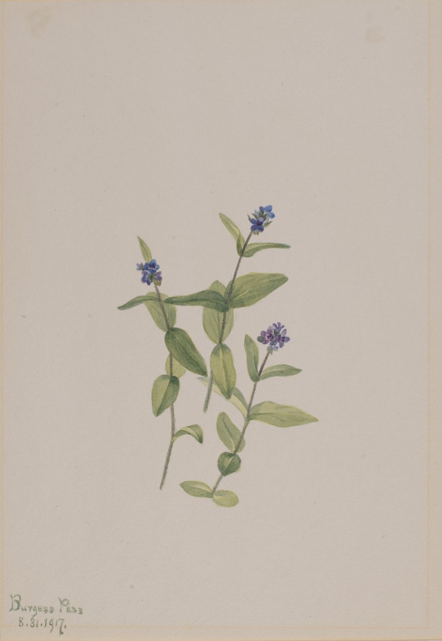 Veronica wormskjoldii, 1917 da Mary Vaux Walcott