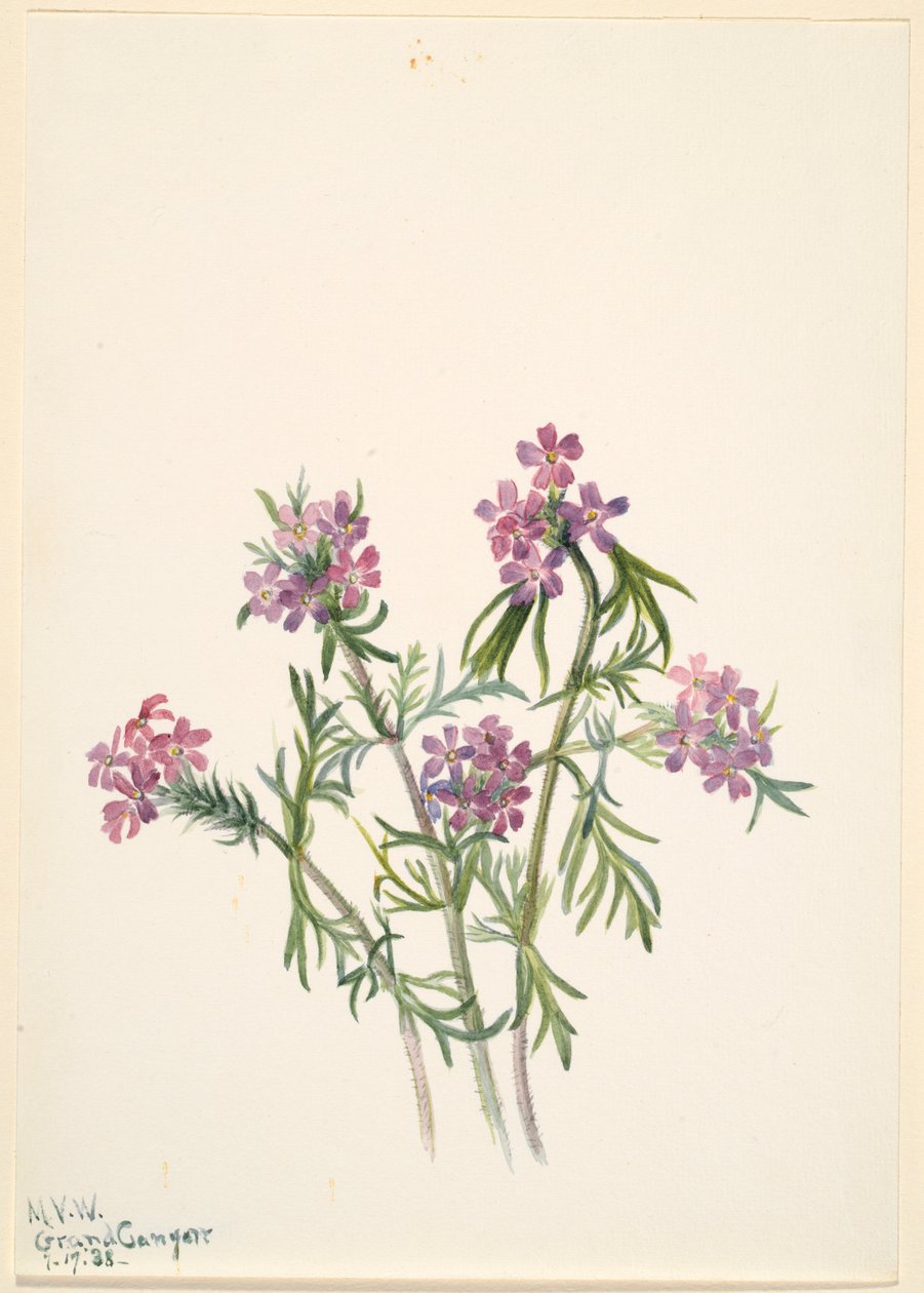 Verbena (Verbena wrightii) da Mary Vaux Walcott