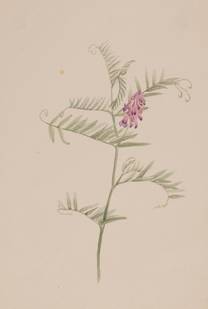 Vicia americana da Mary Vaux Walcott