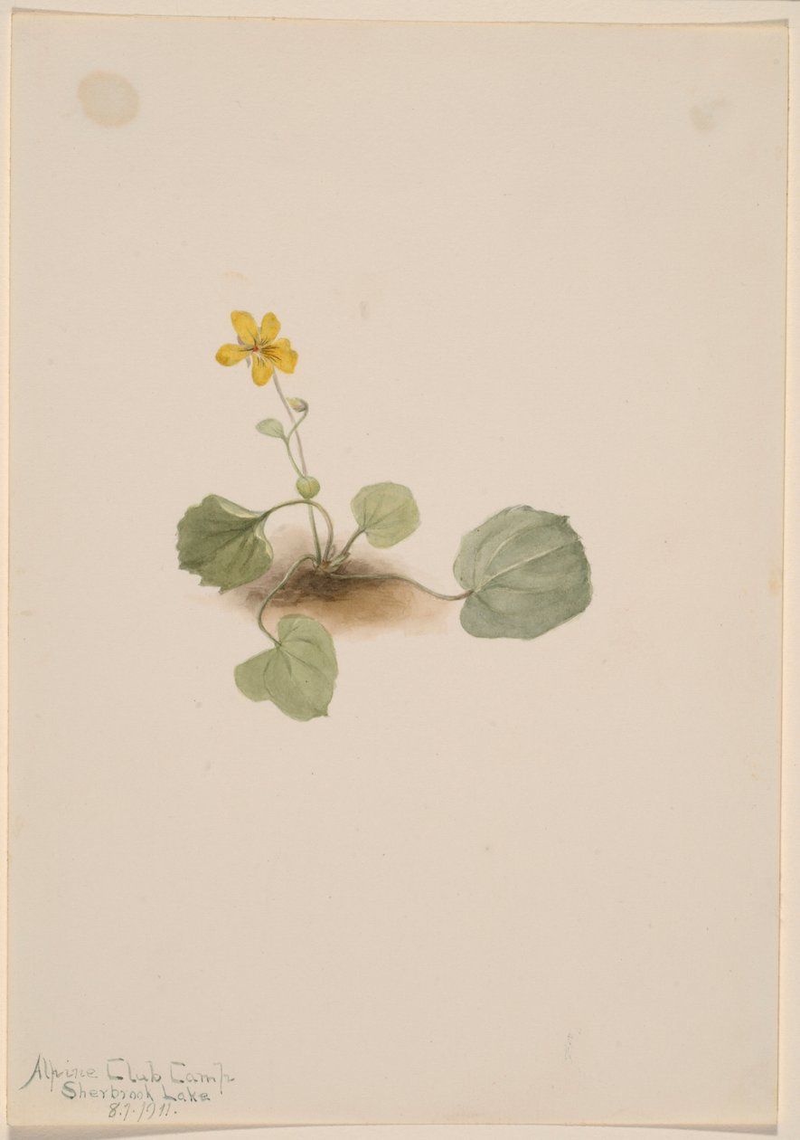 Viola orbiculata da Mary Vaux Walcott