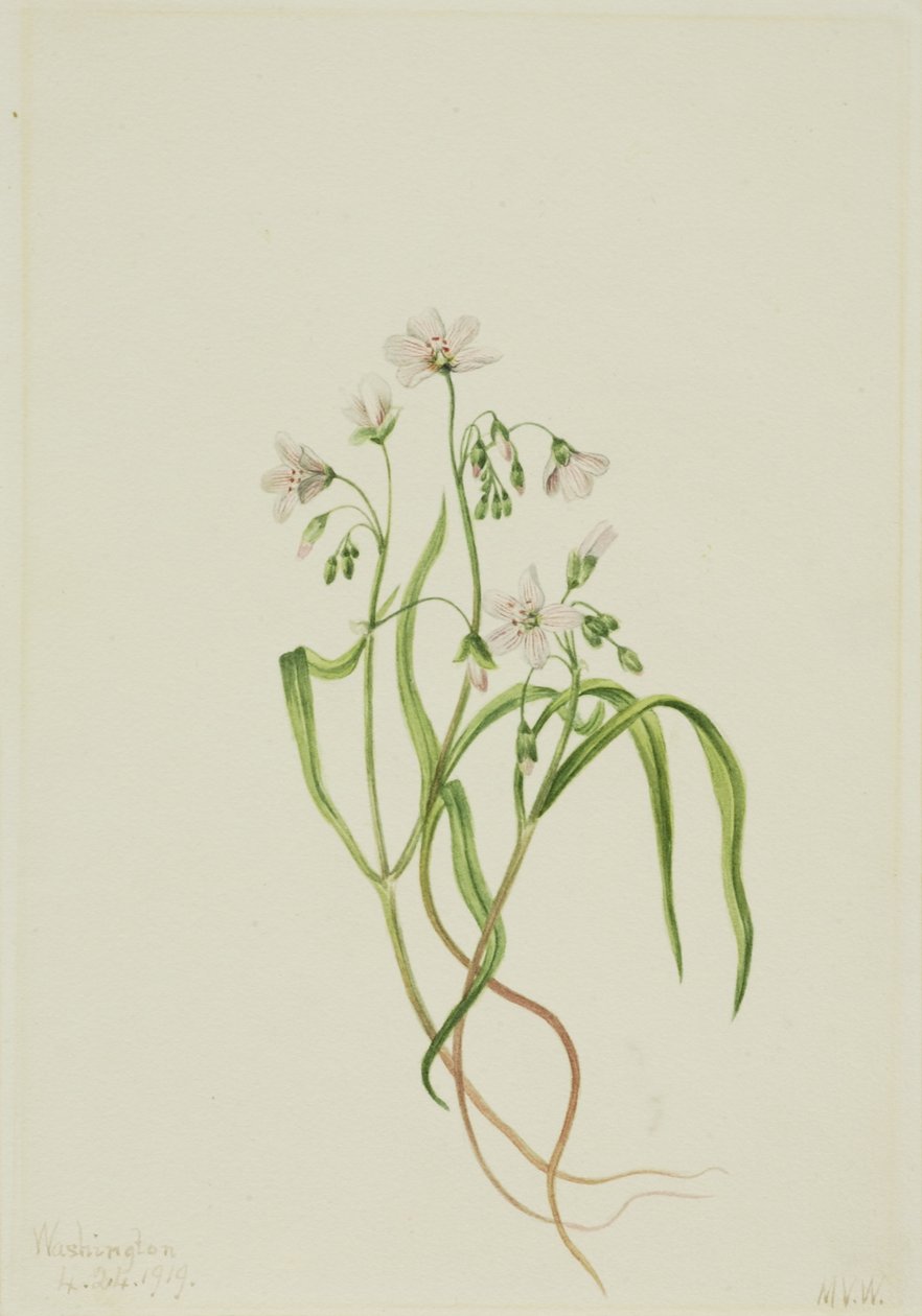 La bellezza della primavera della Virginia (Claytonia virginica) da Mary Vaux Walcott