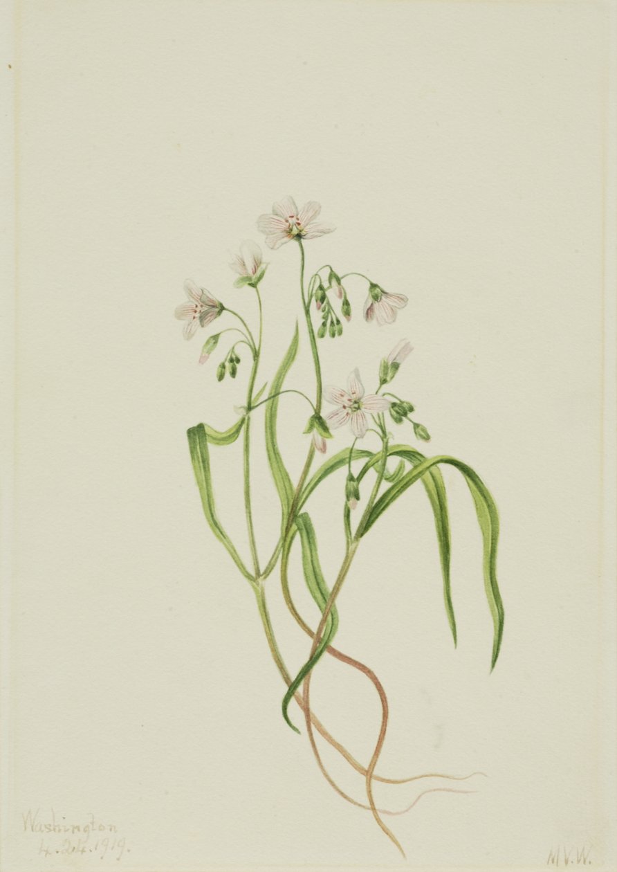 Virginia Springbeauty Claytonia virginica da Mary Vaux Walcott
