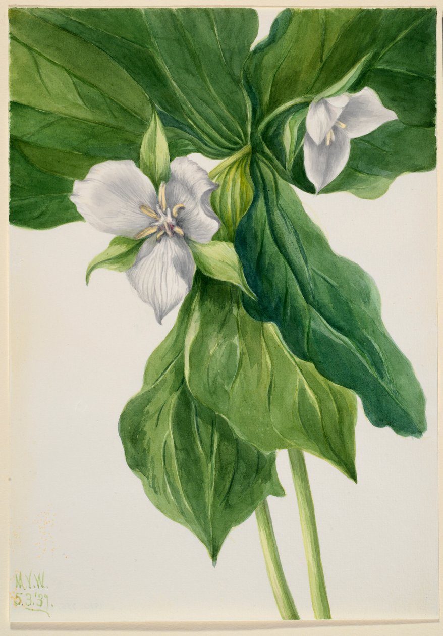 Pettirosso sveglio (simil-Trillium) da Mary Vaux Walcott