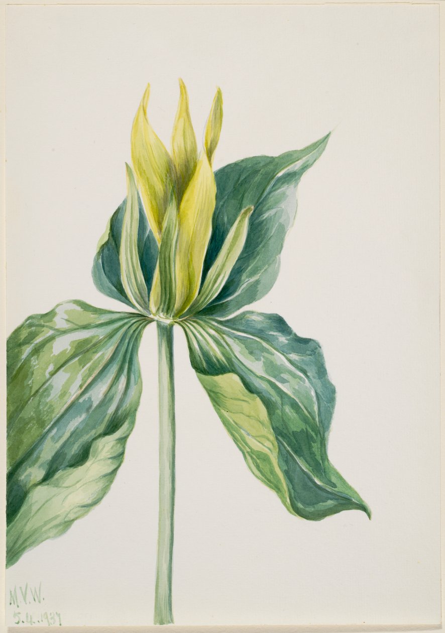 Il capriolo (Trillium underwoodii) da Mary Vaux Walcott