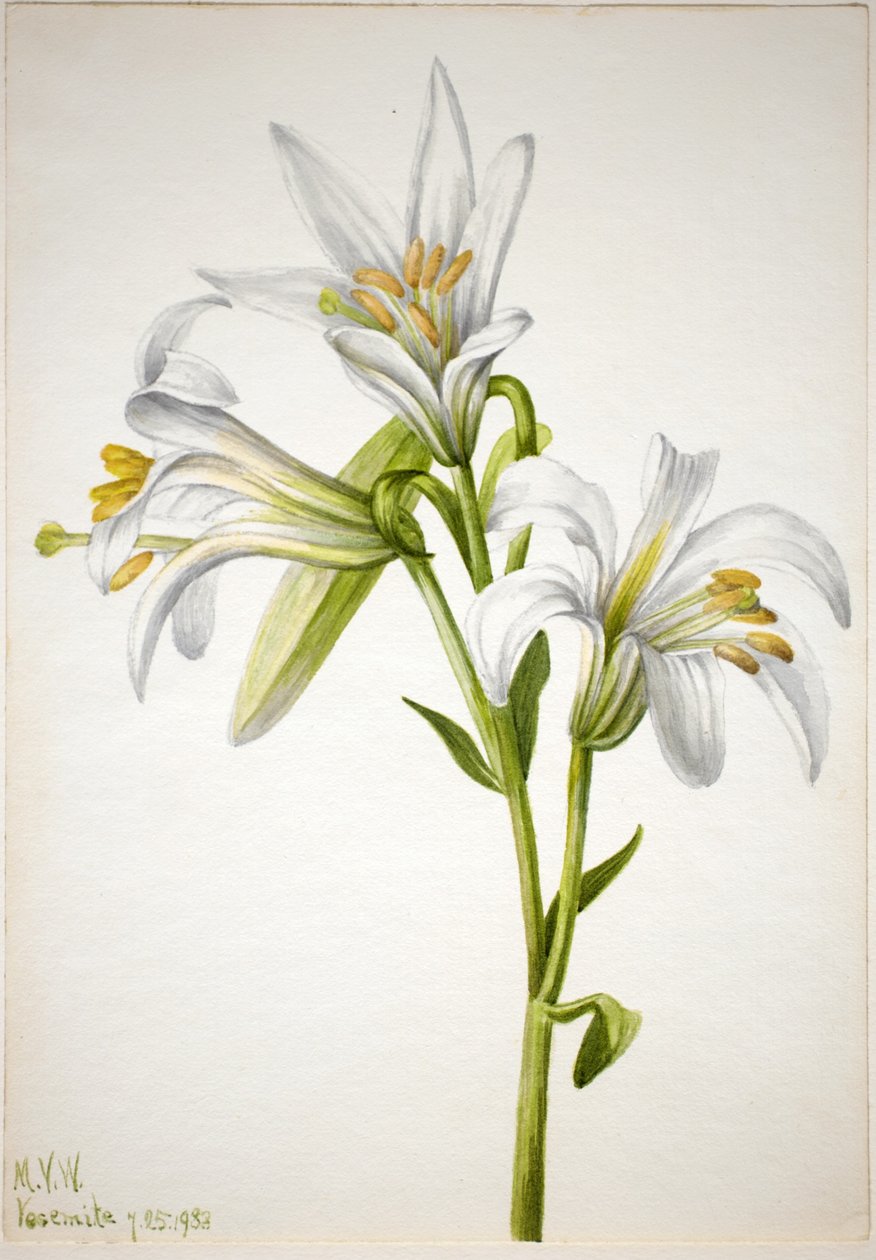 Giglio di Washington (Lilium washingtonianum) da Mary Vaux Walcott