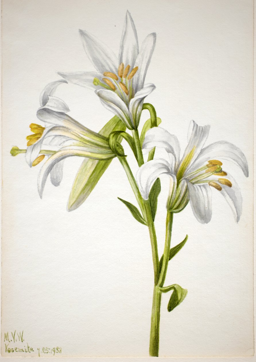 Giglio di Washington Lilium washingtonianum, 1933 da Mary Vaux Walcott