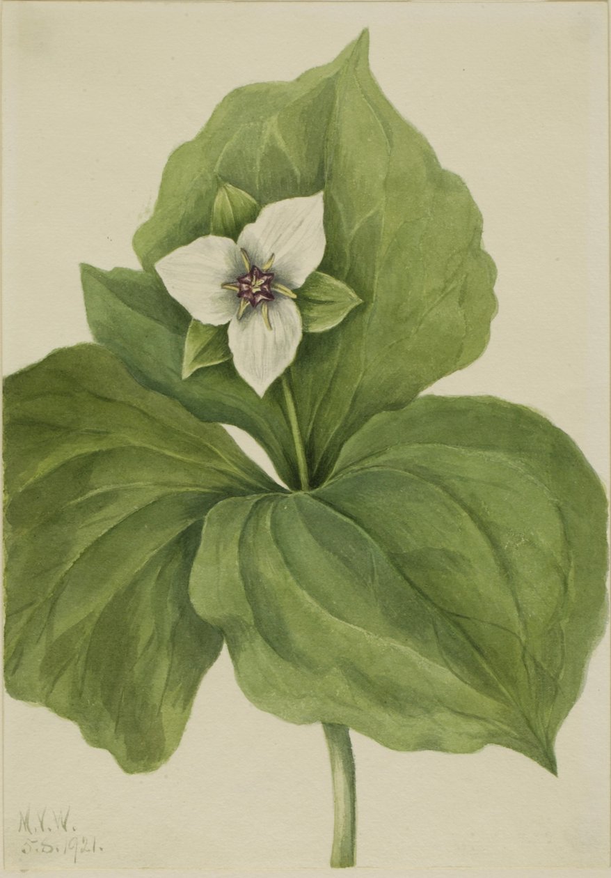 Trillium di cera (album Trillium) da Mary Vaux Walcott