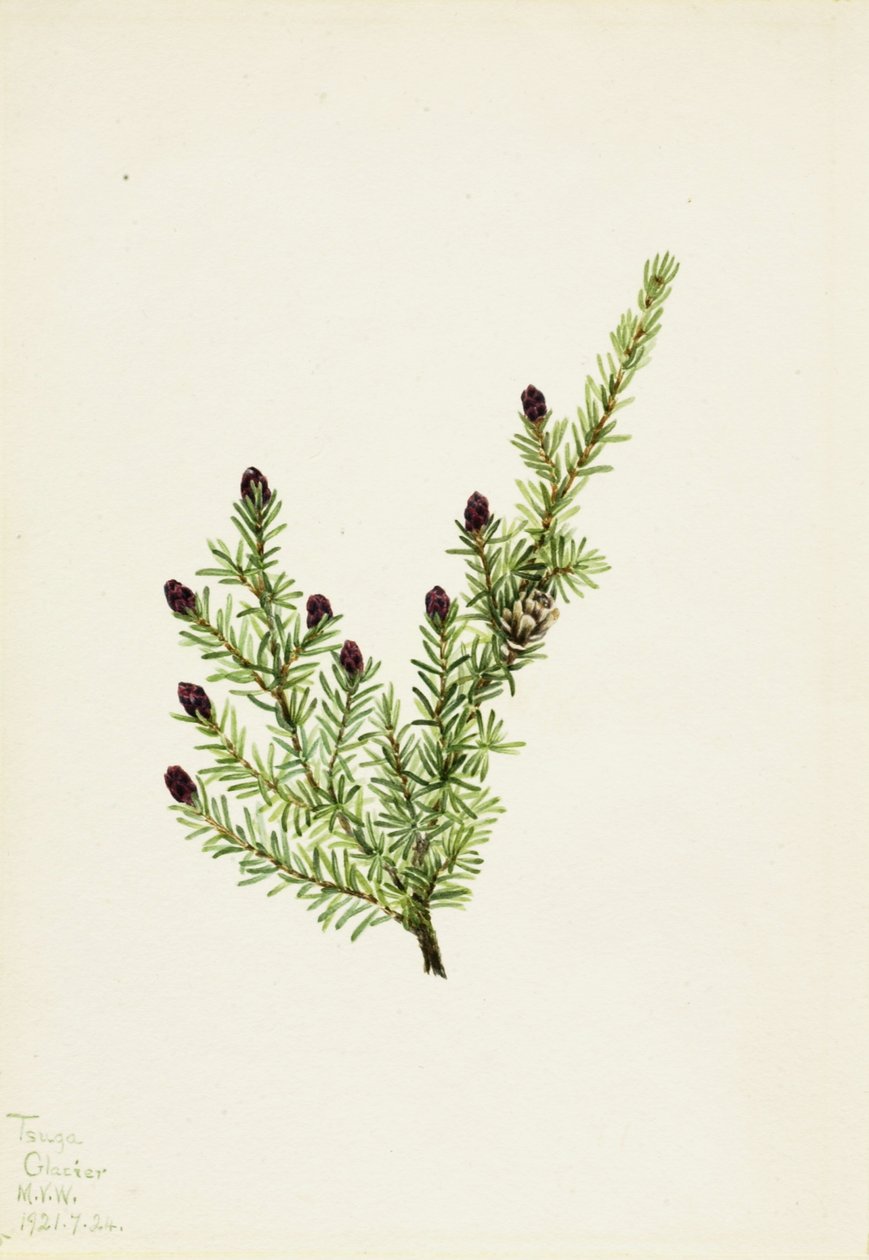 Cicuta occidentale (Tsuga heterophylla) da Mary Vaux Walcott
