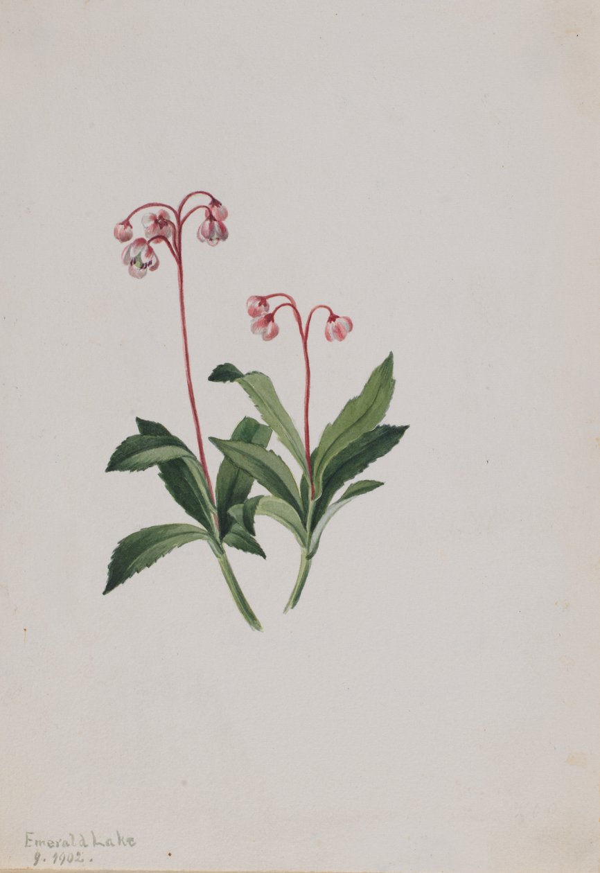 Pipsissewa occidentale (Chimaphila umbellata) da Mary Vaux Walcott