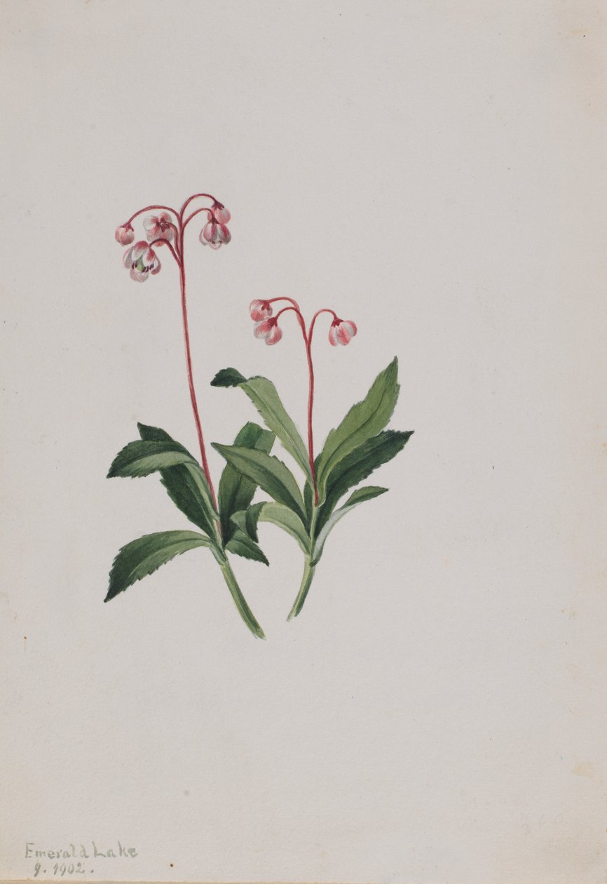 Pipsissewa occidentale Chimaphila umbellata, 1902 da Mary Vaux Walcott