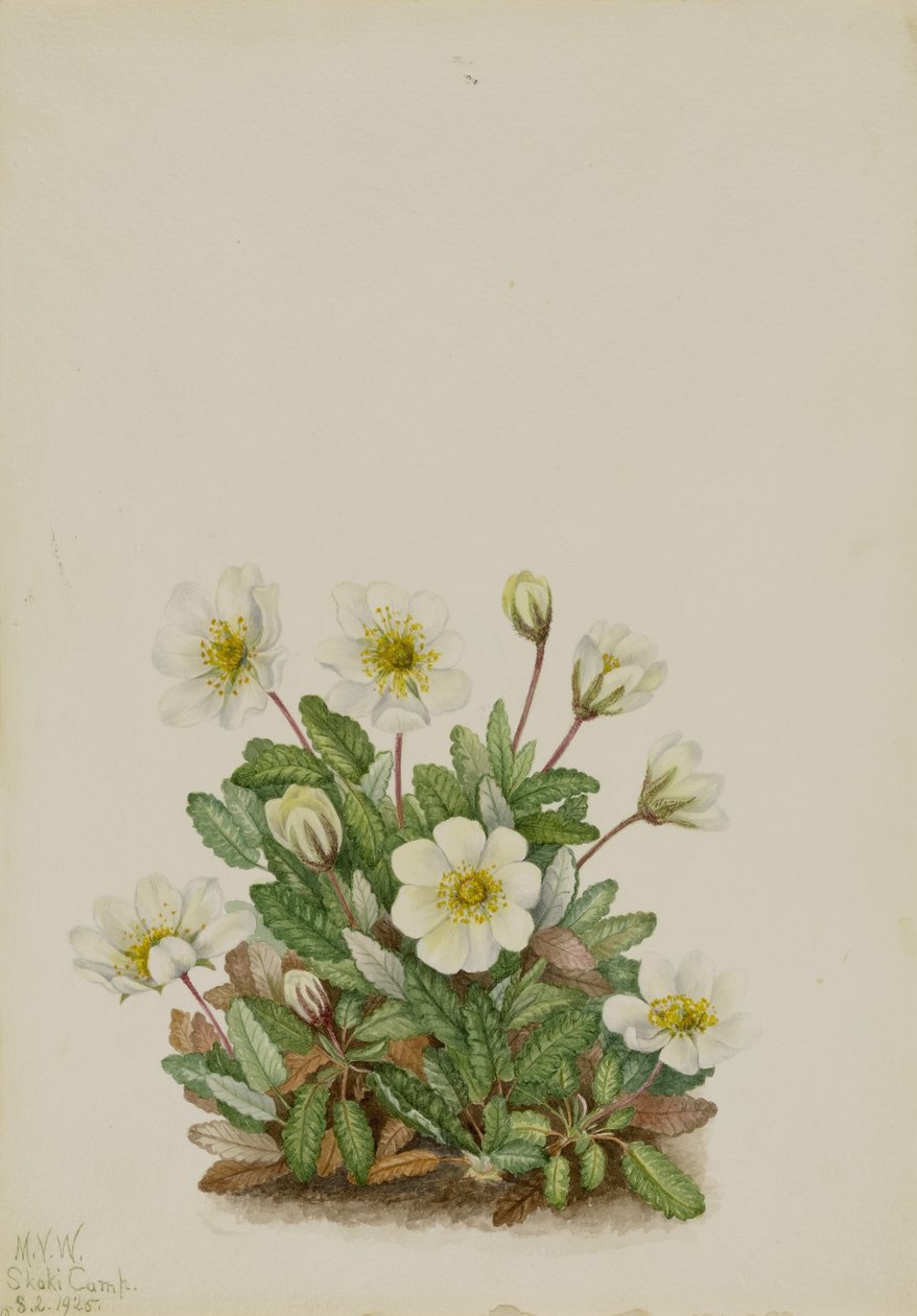Driade bianca (Dryas octopetala) da Mary Vaux Walcott