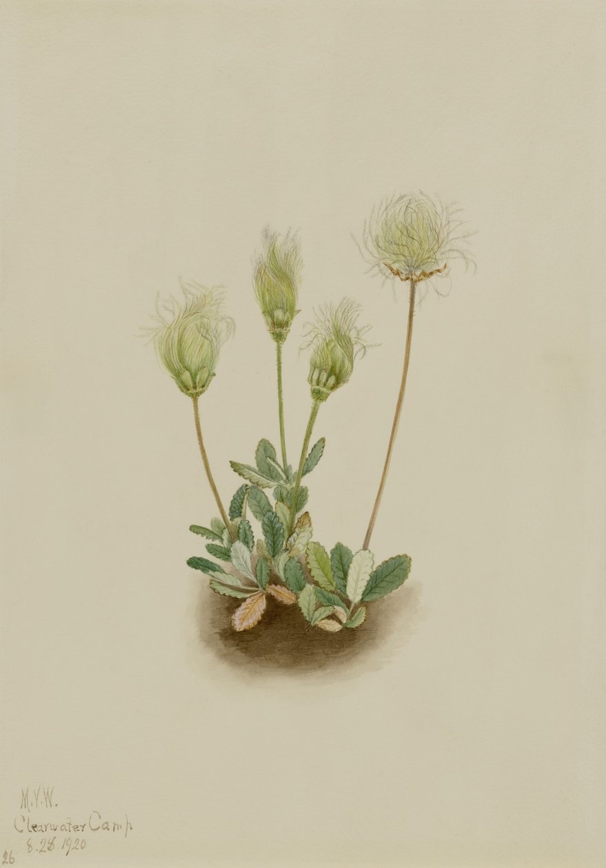 Driade bianca (Dryas octopetala) da Mary Vaux Walcott