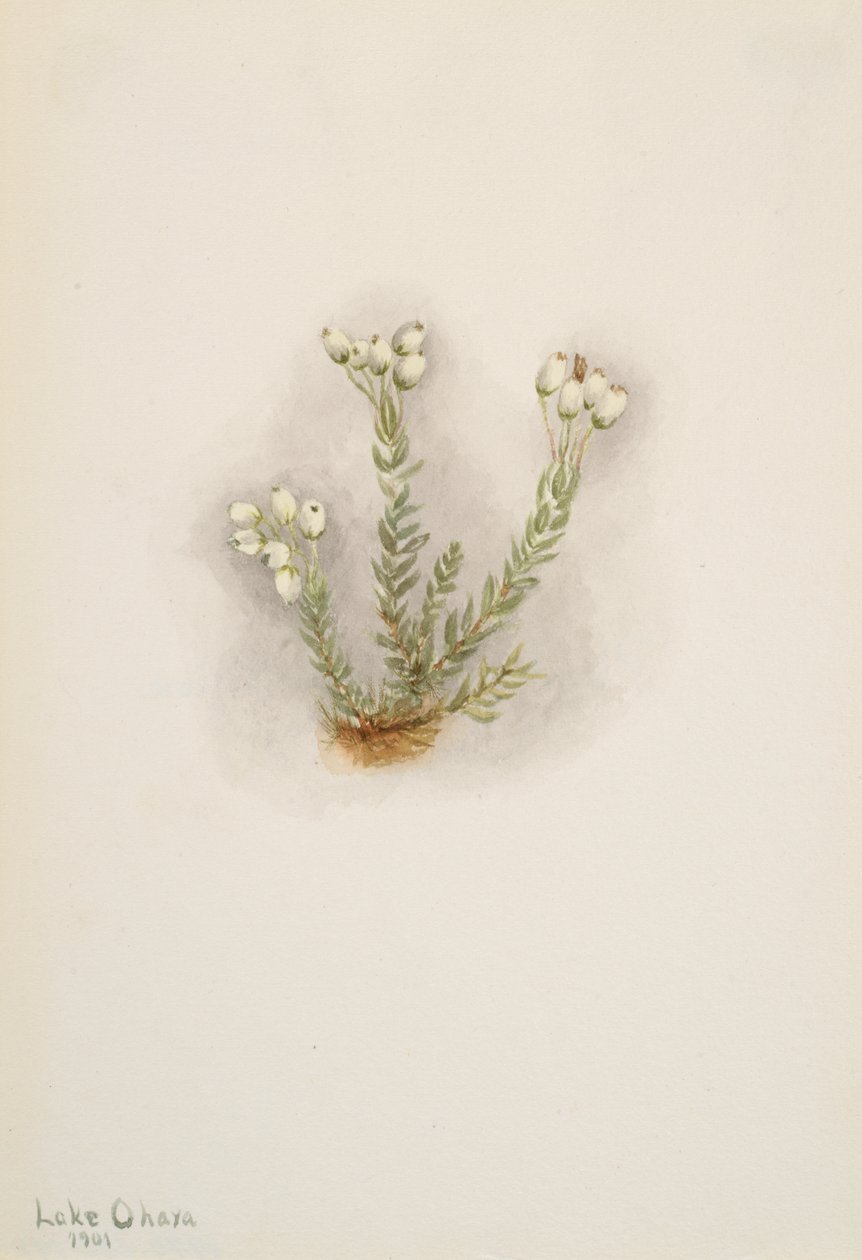 Erica bianca Phyllodoce grandiflora da Mary Vaux Walcott
