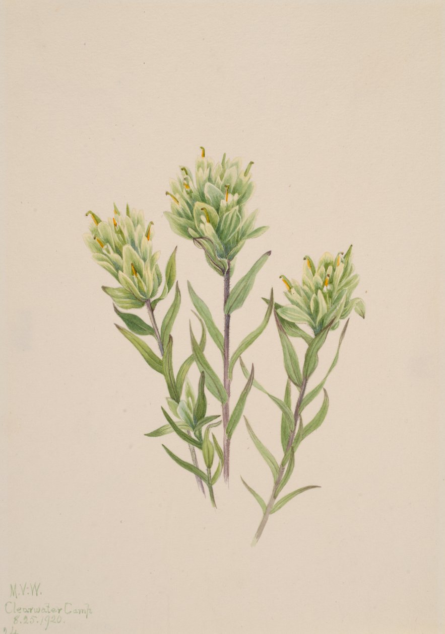 Pennello indiano bianco Castilleja occidentalis da Mary Vaux Walcott