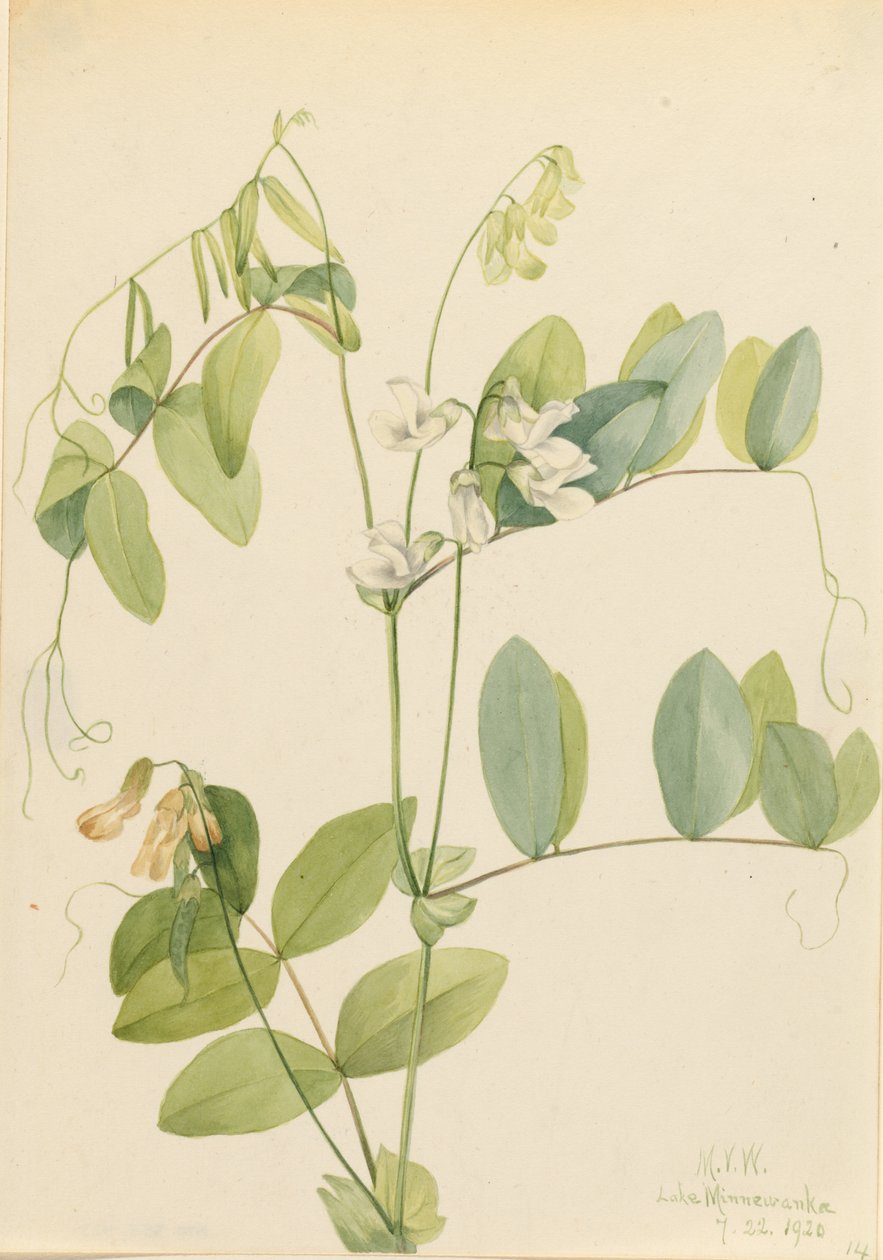 Pisello bianco (Lathyrus ochroleucus) da Mary Vaux Walcott
