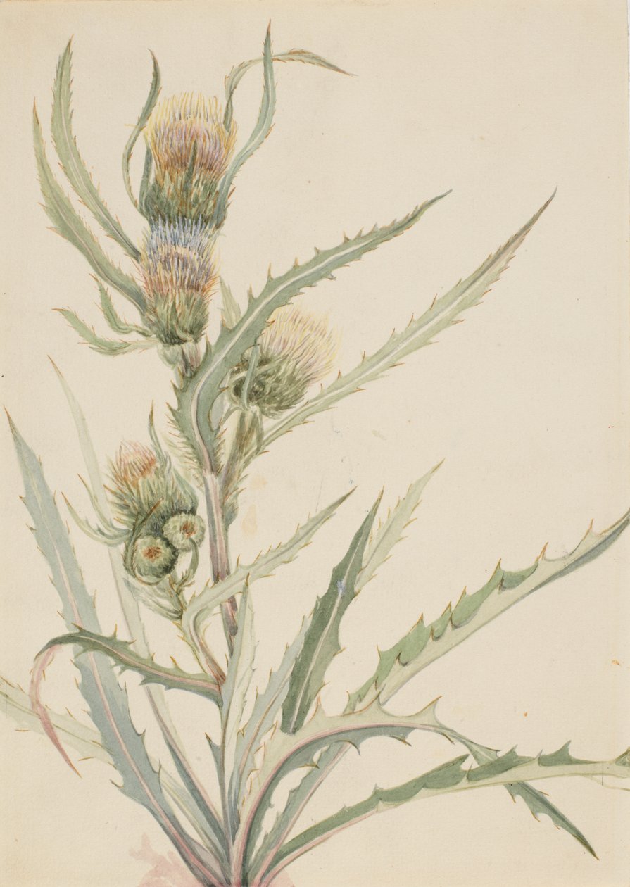 Cardo bianco Cirsium hookeranum, n.d. da Mary Vaux Walcott