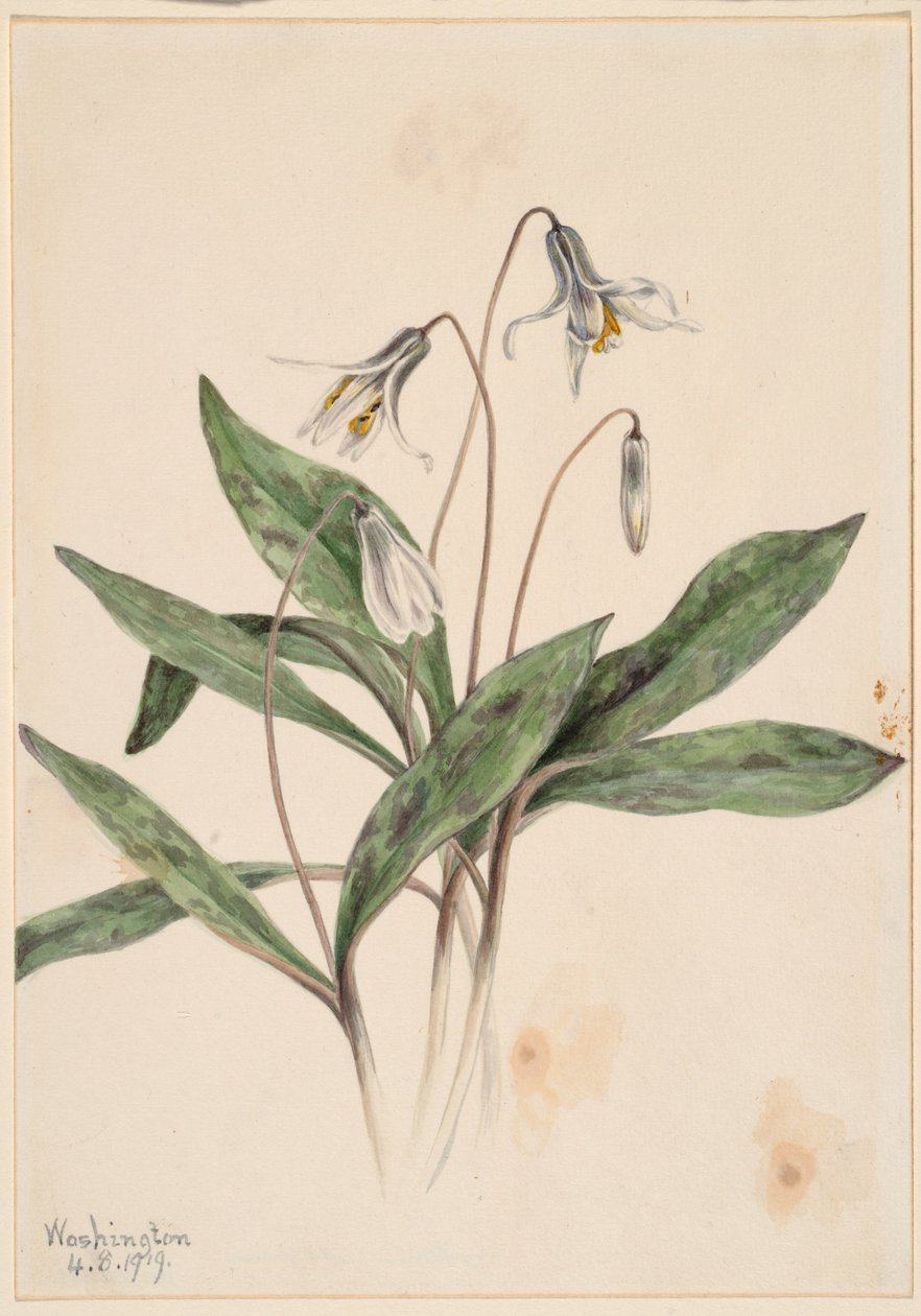 Trota bianca (Erythronium albidum) da Mary Vaux Walcott