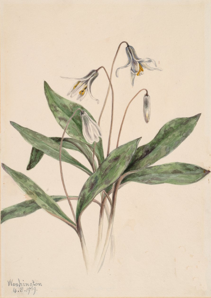 Troutlily bianco Erythronium albidum (1919) da Mary Vaux Walcott