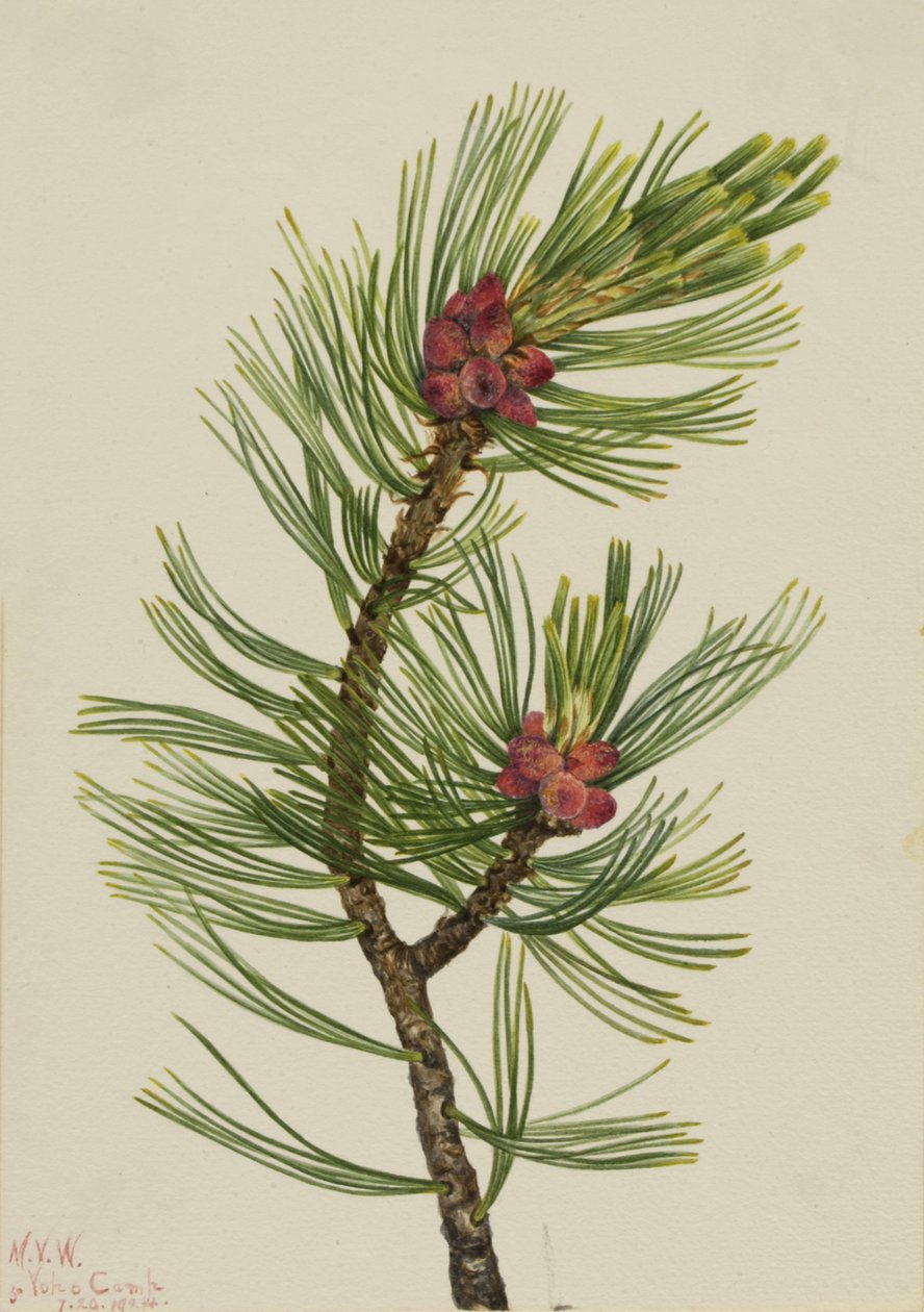Pino Bianco Pinus albicaulis, 1924 da Mary Vaux Walcott