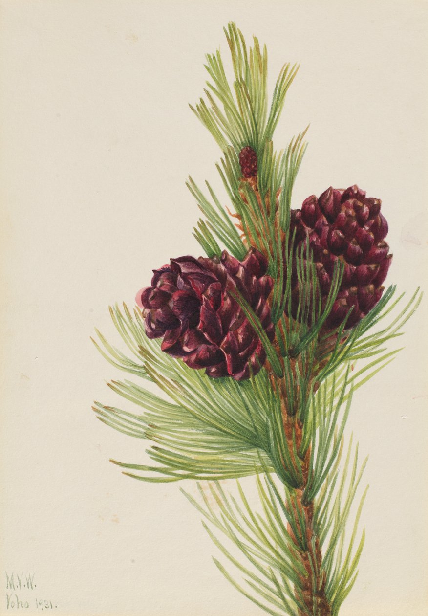 Pino bianco Pinus albicaulis da Mary Vaux Walcott