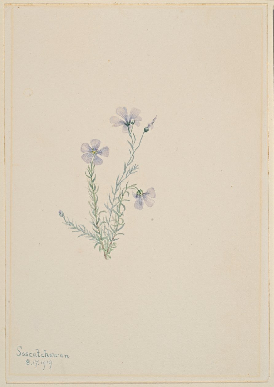 Lino selvatico (Linum lewisii) da Mary Vaux Walcott
