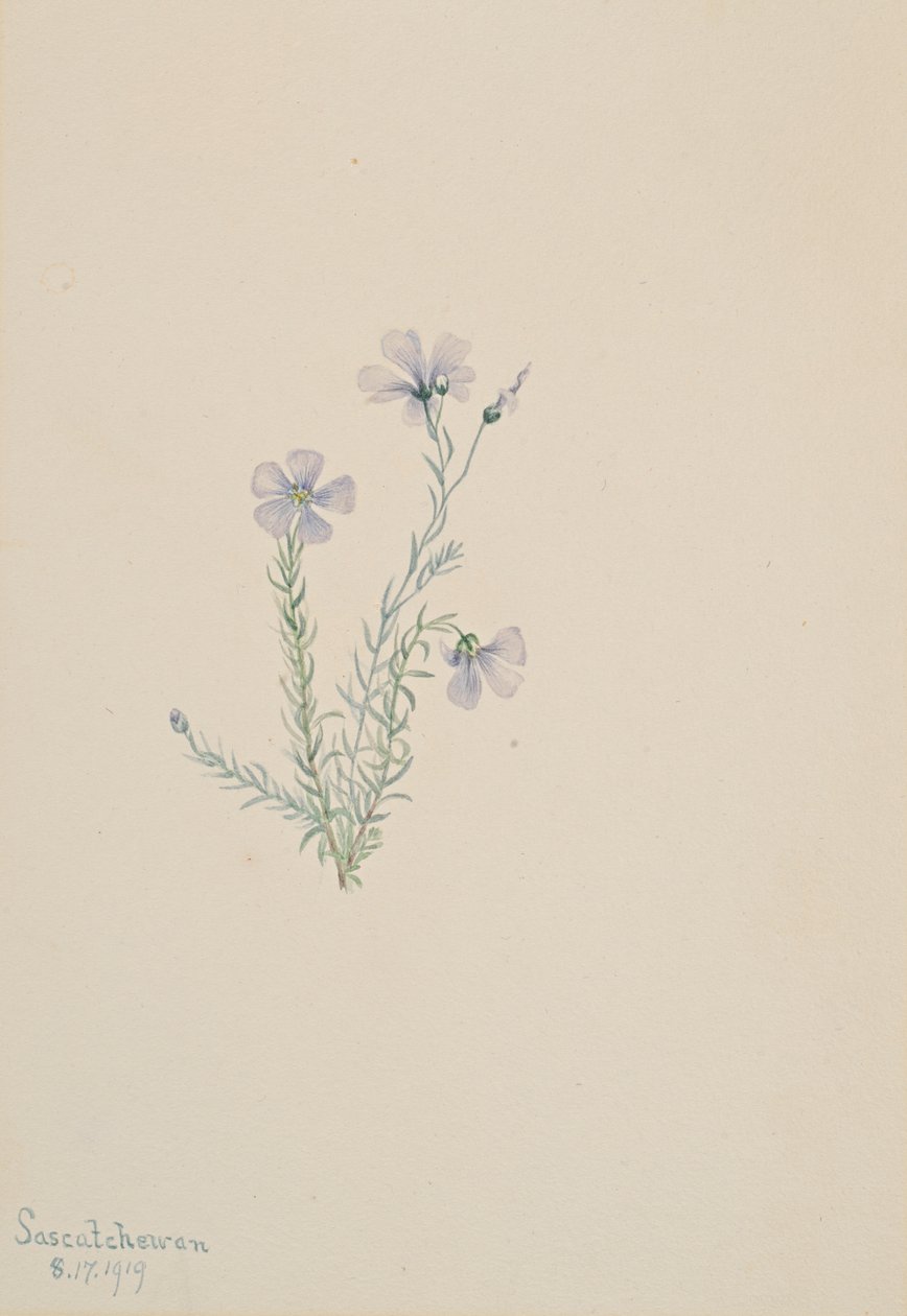 Lino selvatico Linum lewisii, 1919 da Mary Vaux Walcott