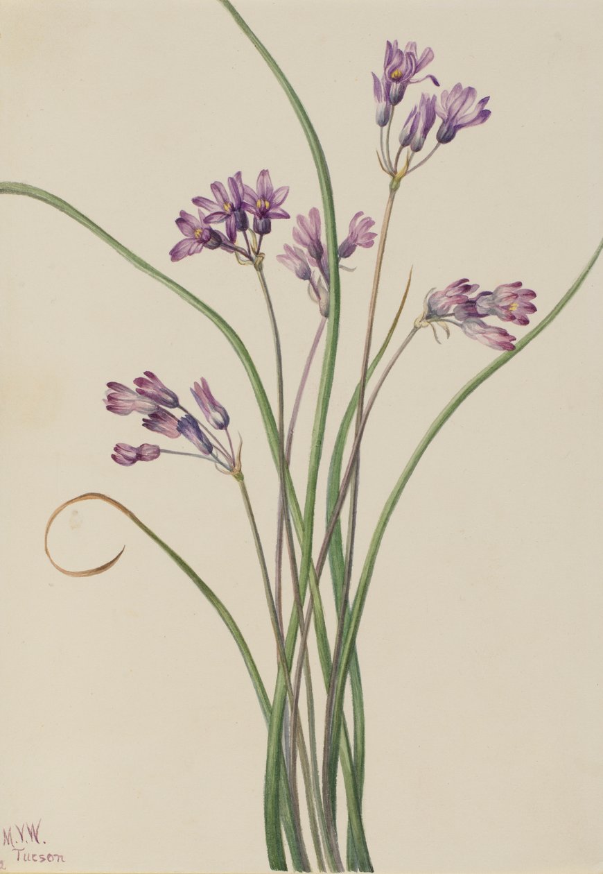 Giacinto selvatico (Brodiaea pulchella) da Mary Vaux Walcott