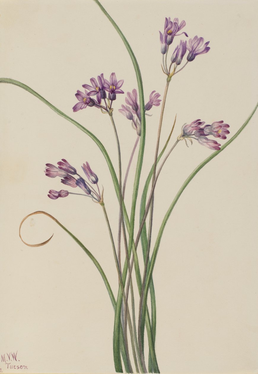 Giacinto Selvatico Brodiaea pulchella, 1927 da Mary Vaux Walcott