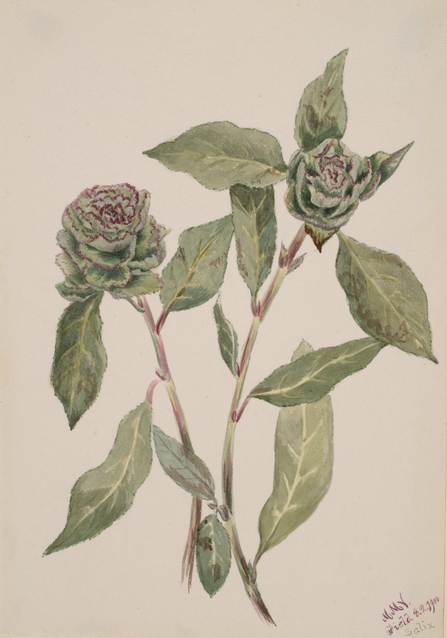 Salice da Mary Vaux Walcott