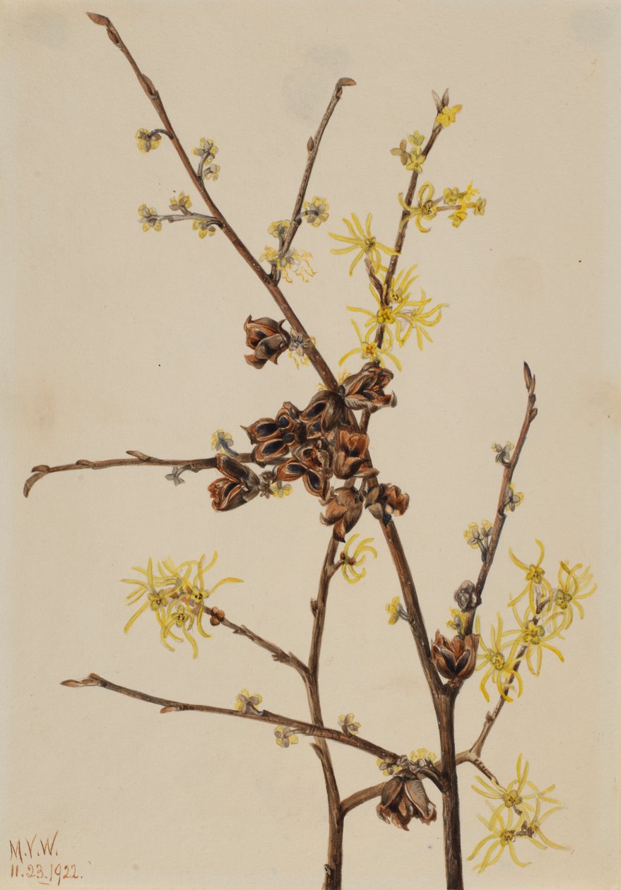 Amamelide (Hamamelis virginiana) da Mary Vaux Walcott