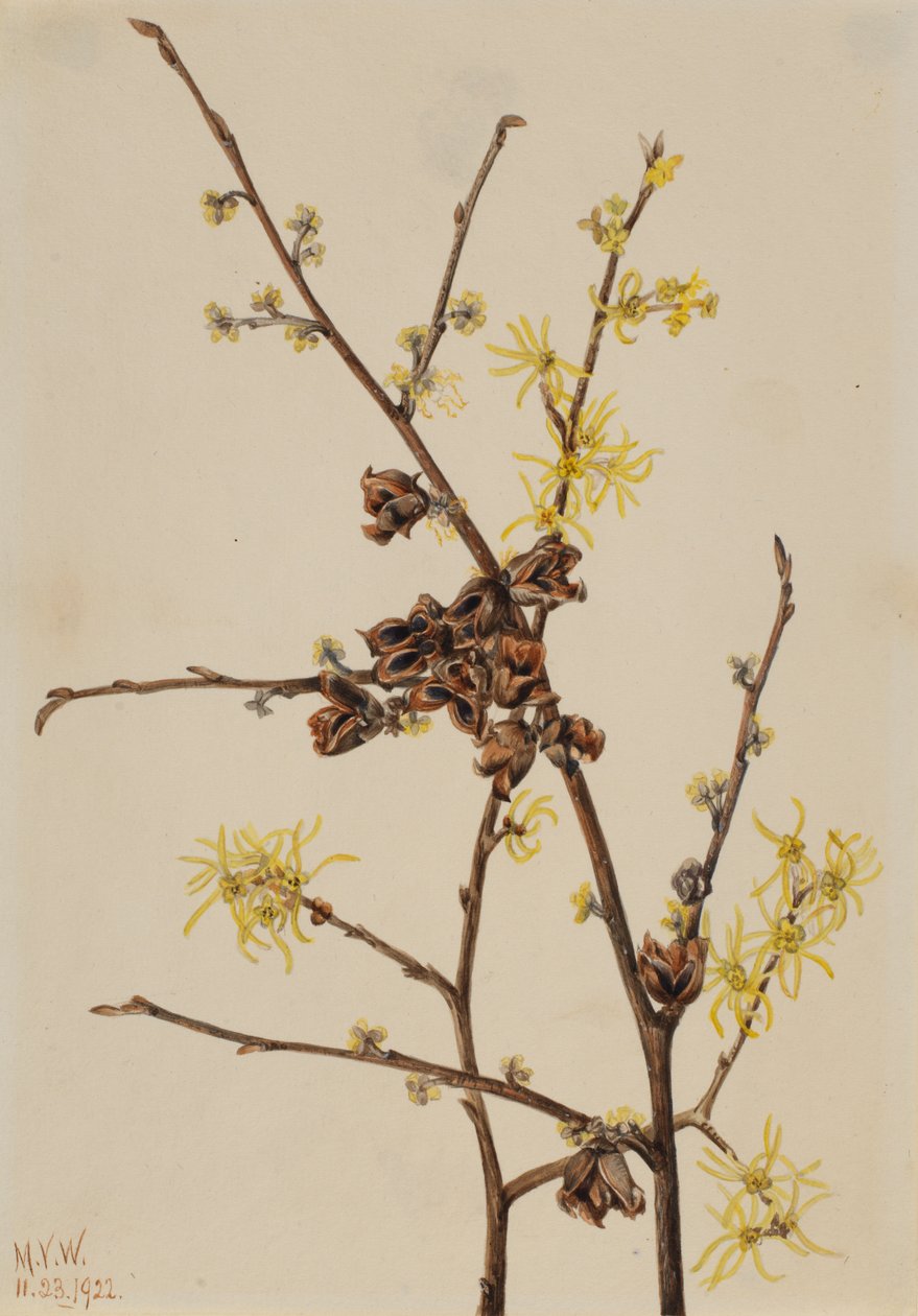 Amamelide Hamamelis virginiana, 1922 da Mary Vaux Walcott