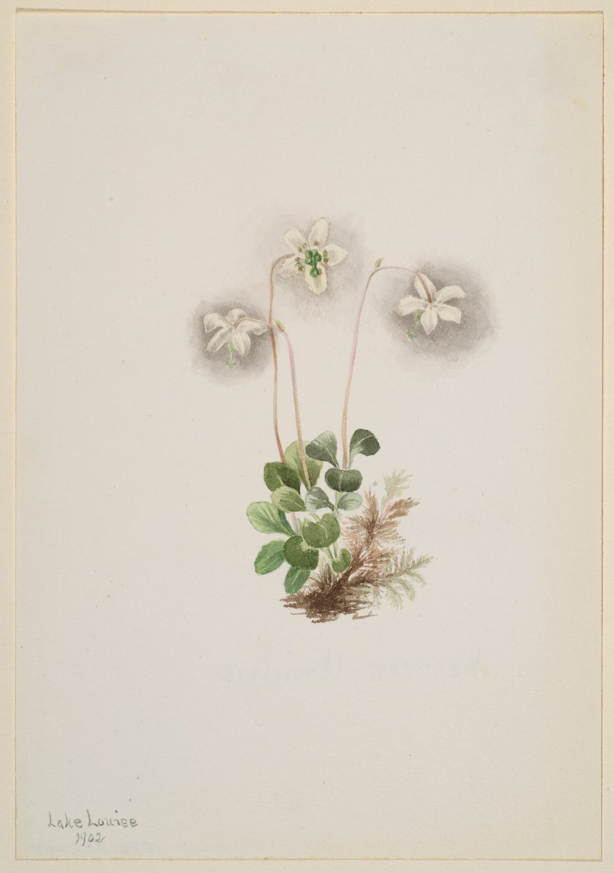 Ninfa dei boschi (Moneses uniflora) da Mary Vaux Walcott