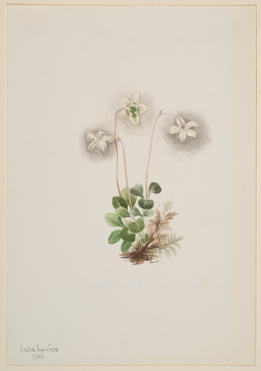 Ninfa dei boschi Moneses uniflora, 1902 da Mary Vaux Walcott