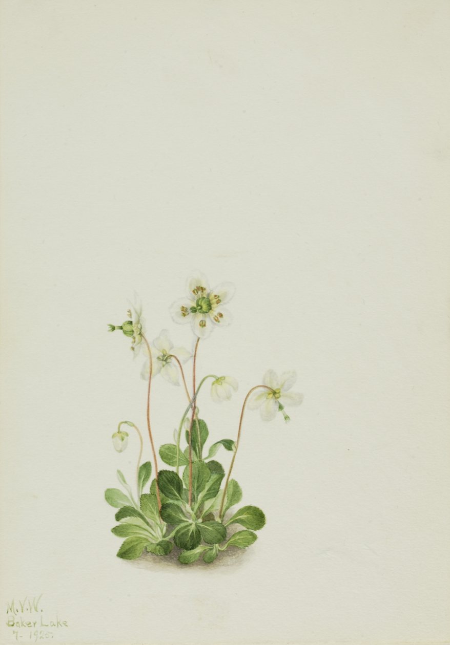 Ninfa dei boschi Moneses uniflora da Mary Vaux Walcott