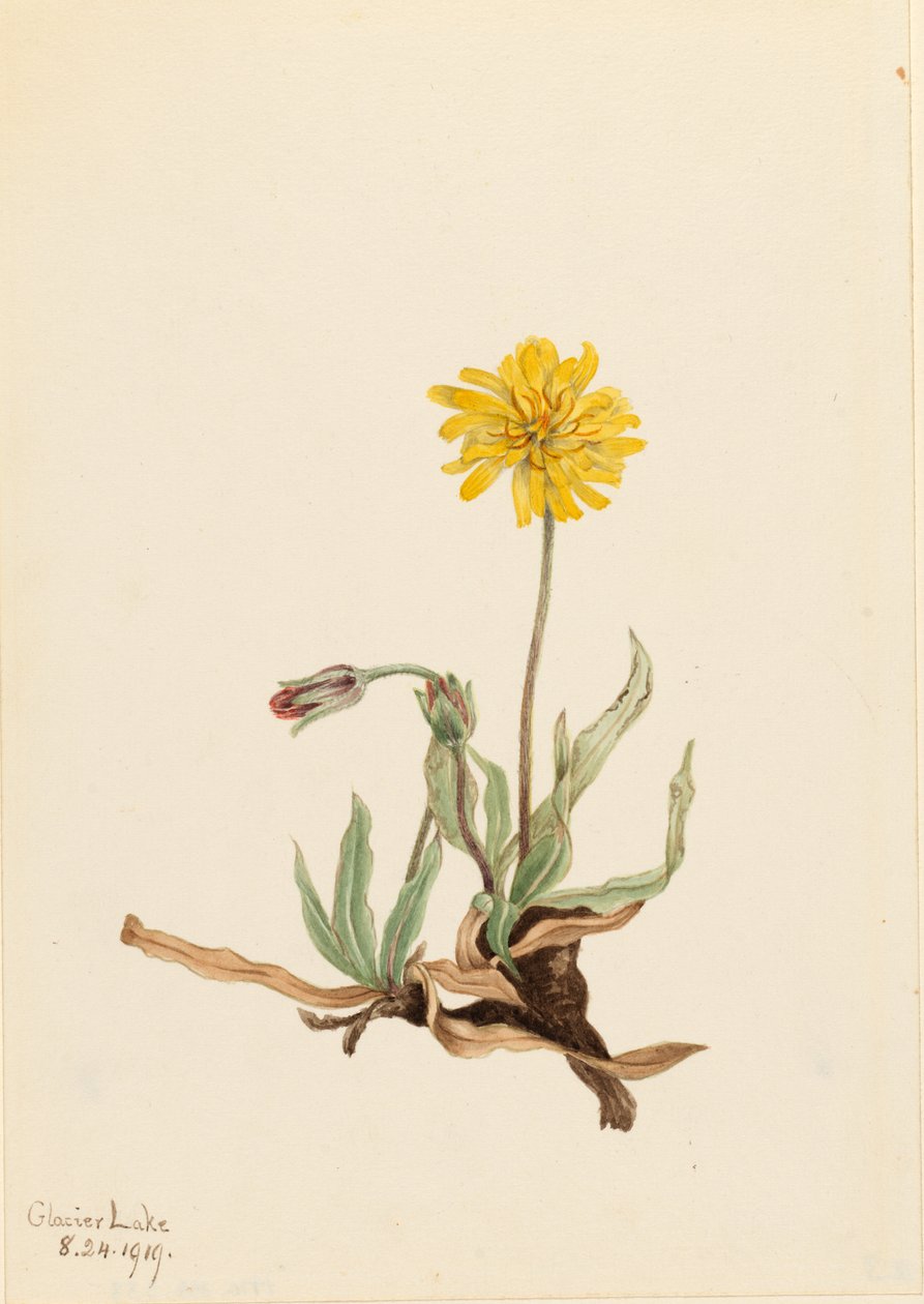 Agoseris lanosa (Agoseris villosa) da Mary Vaux Walcott