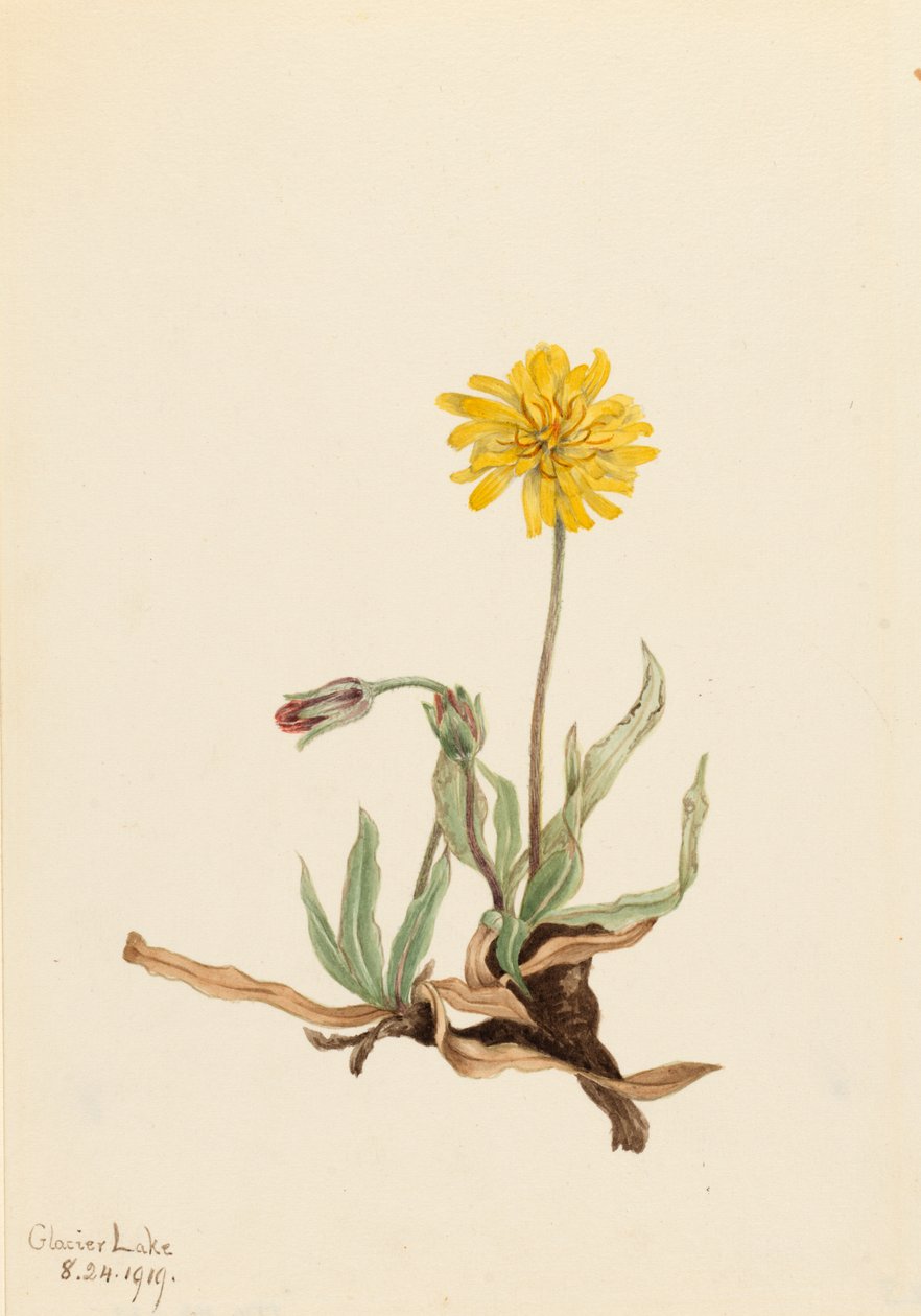 Agoseris villosa, 1919 da Mary Vaux Walcott
