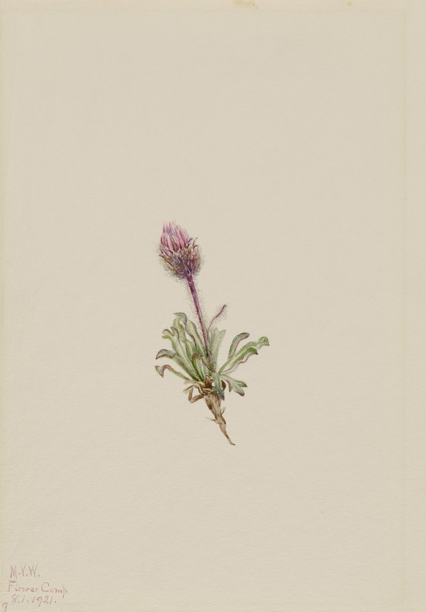 Flebo lanoso (Erigeron lanatus) da Mary Vaux Walcott
